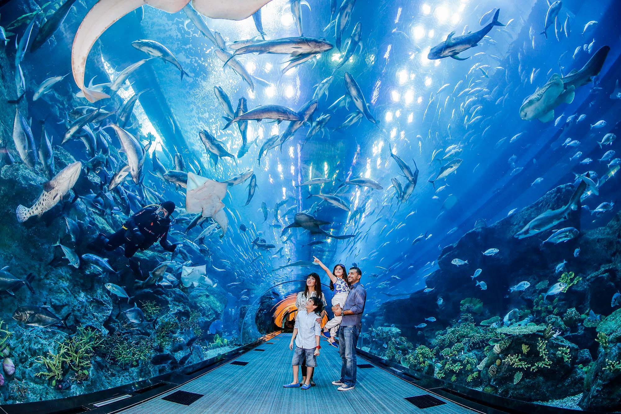 Dubai Aquarium & Underwater Zoo's Magical World