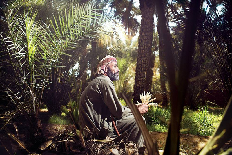 Al Ain’s Palm Oases