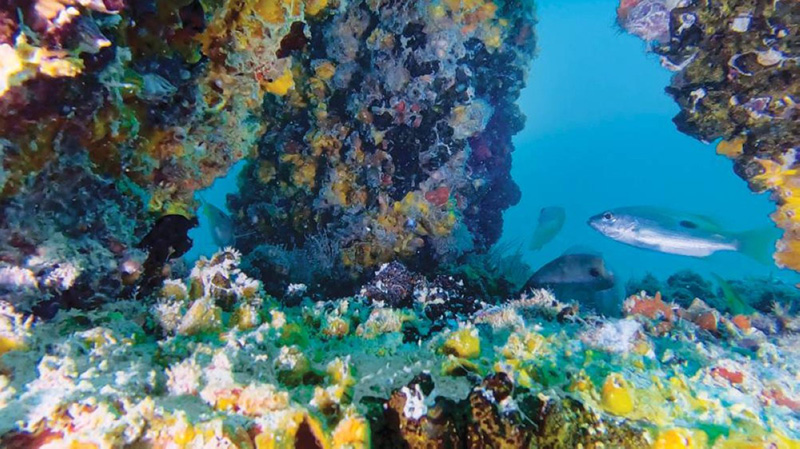 Dubai Reef Project