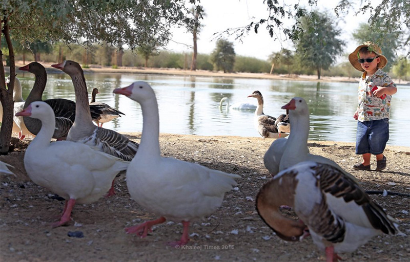 Experience the Magic of Camping at Al Qudra Lakes, Dubai