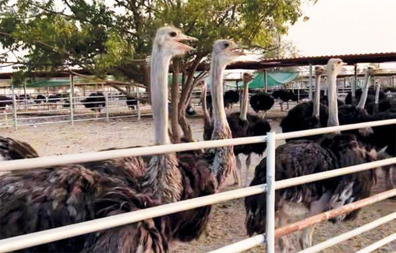Emirati Farmer Raises 2,000 Ostriches and Produces 75 Tons of Meat Annually