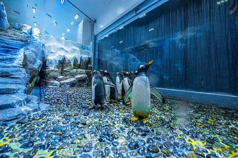 Dubai Aquarium