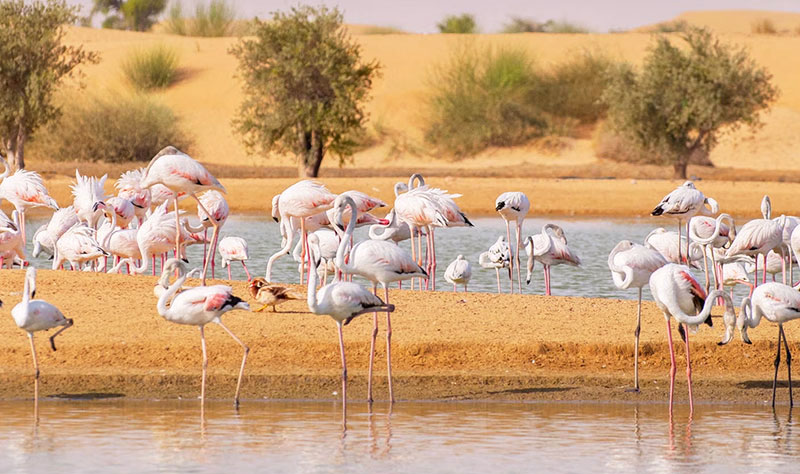 Al Qudra Lake in Dubai
