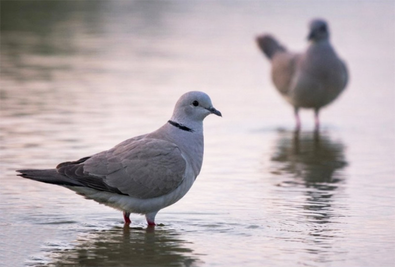 محمد بن راشد عن مشروع نوافير الرحمة في دبي: سقيا ورحمة – في كل كبد رطبة أجر