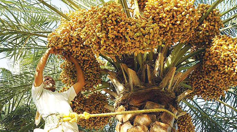 رطب النغال