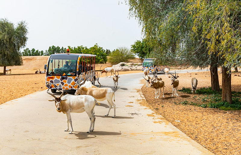 دبي سفاري بارك